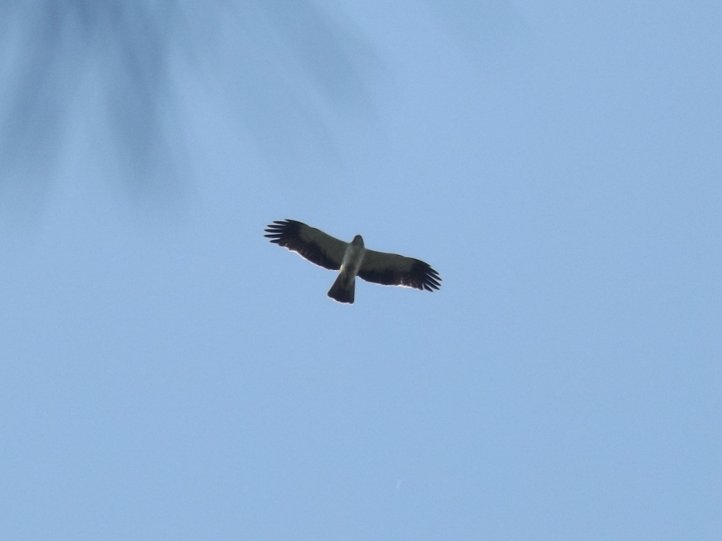 Küçük kartal