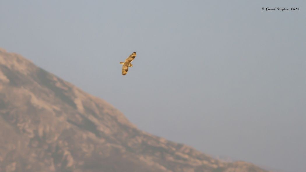 Kır baykuşu