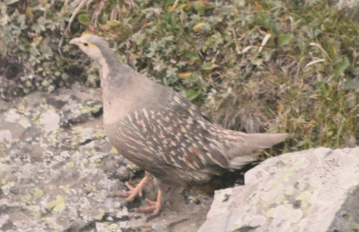 Caspian Snowcock