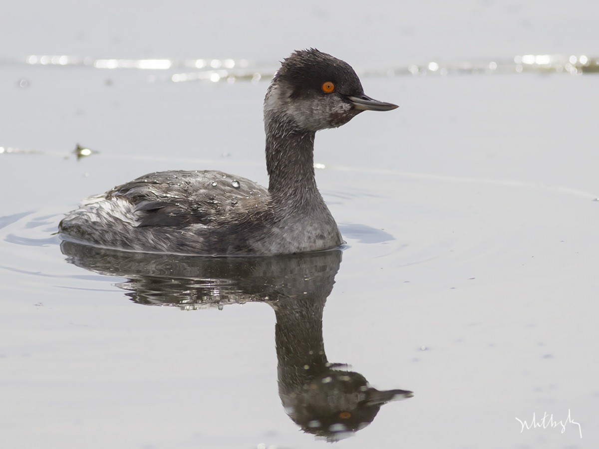 Black-necked Grebe