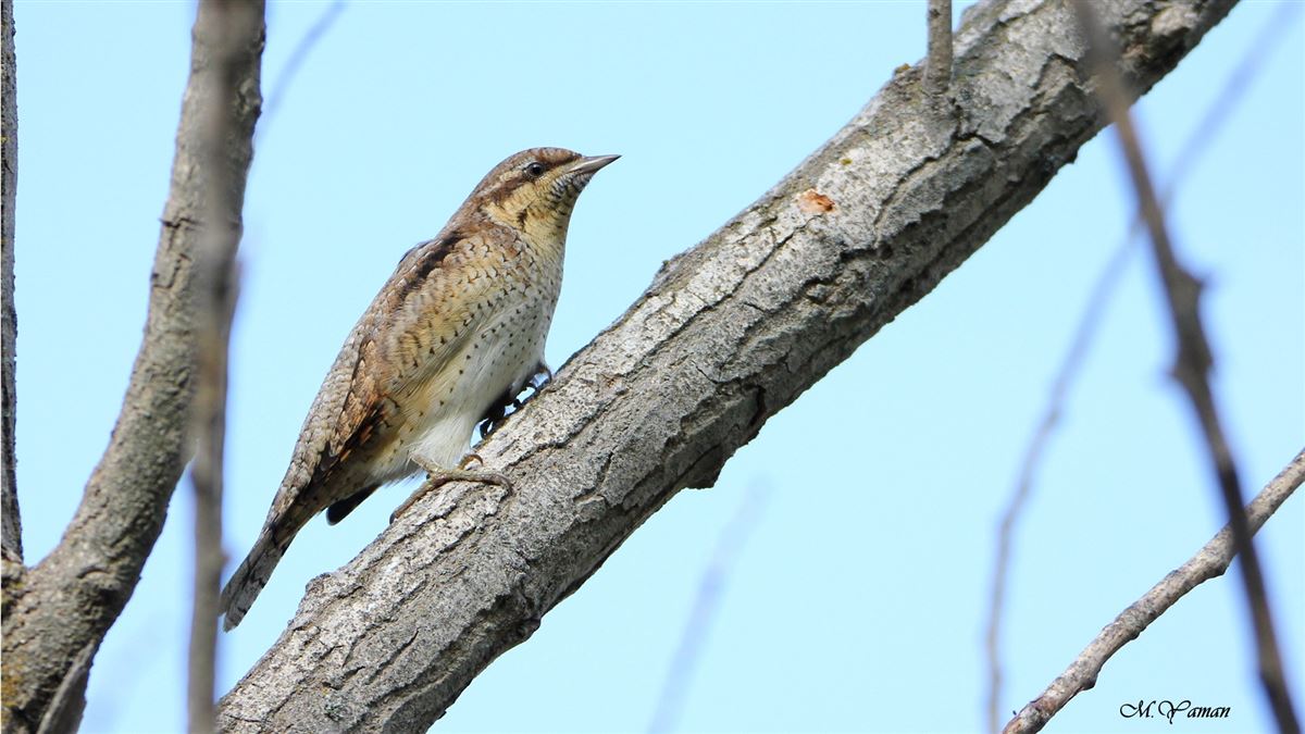 Eurasian Wryneck