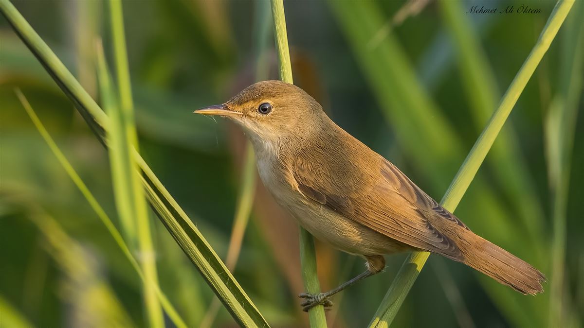 Common Reed Warbler