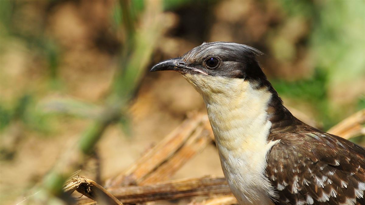 Great Spotted Cuckoo