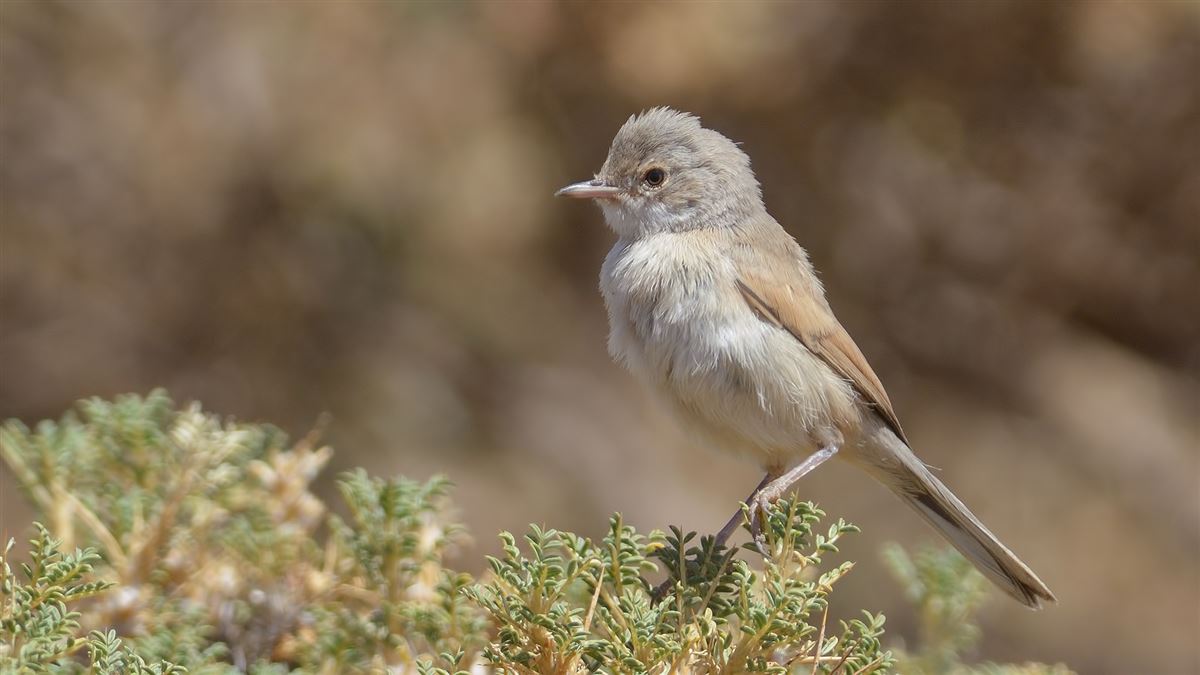 Spectacled Warbler