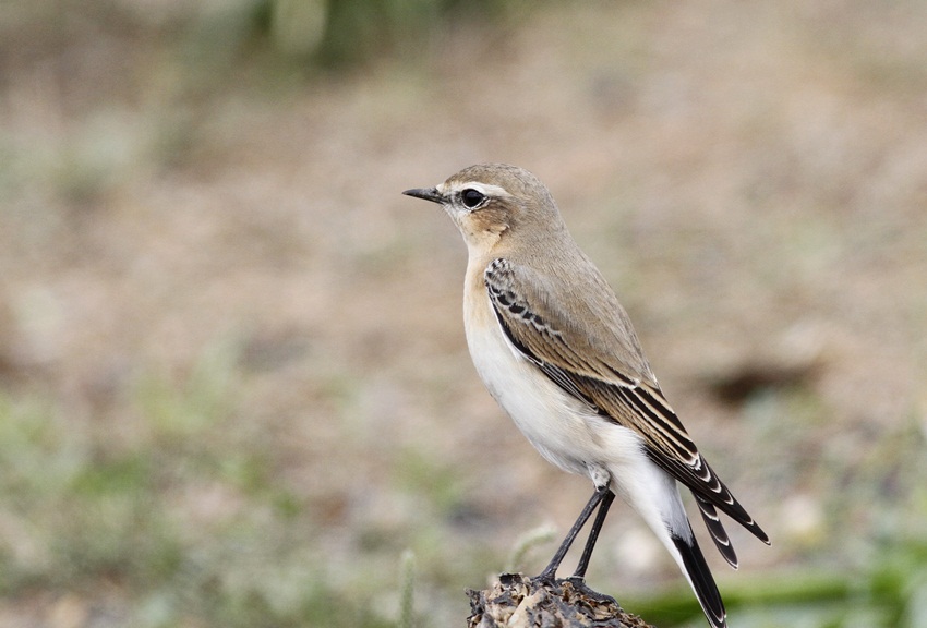 Northern Wheatear
