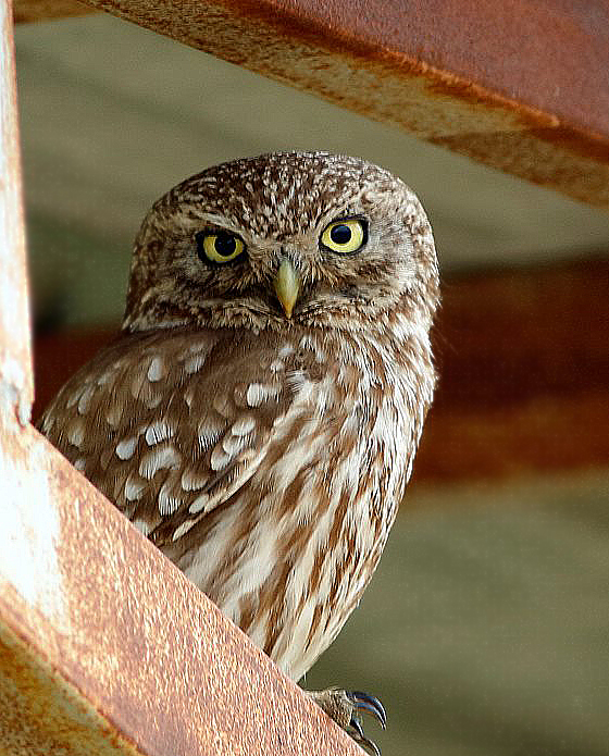 Little Owl