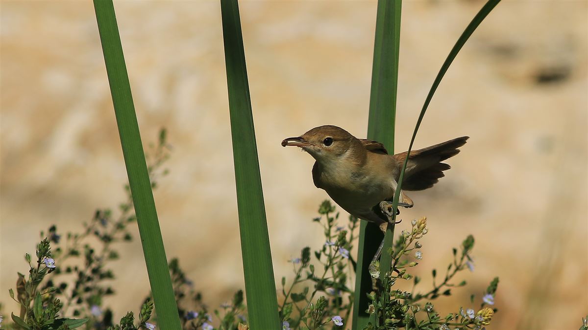 Common Reed Warbler
