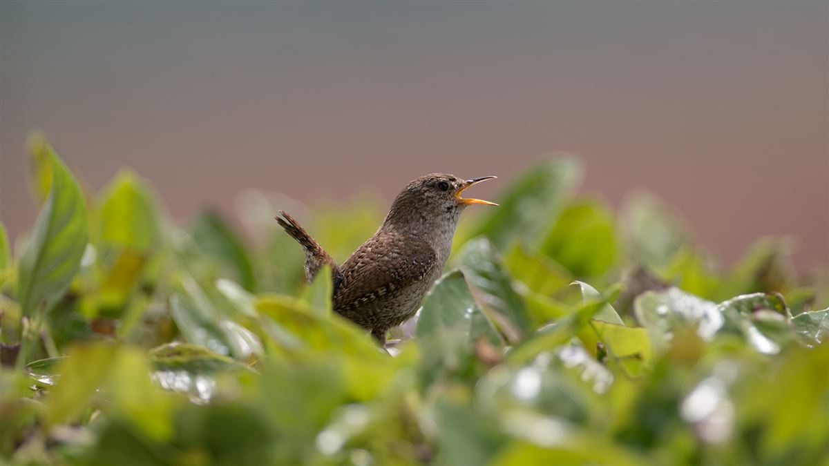 Eurasian Wren