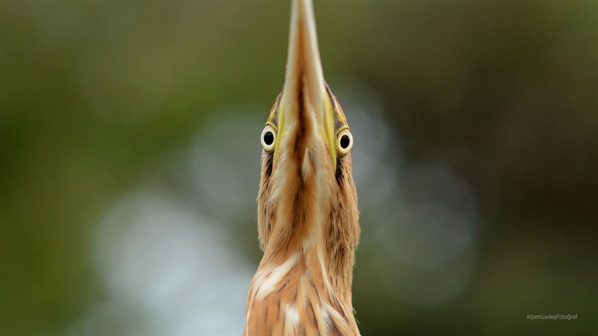 Little Bittern