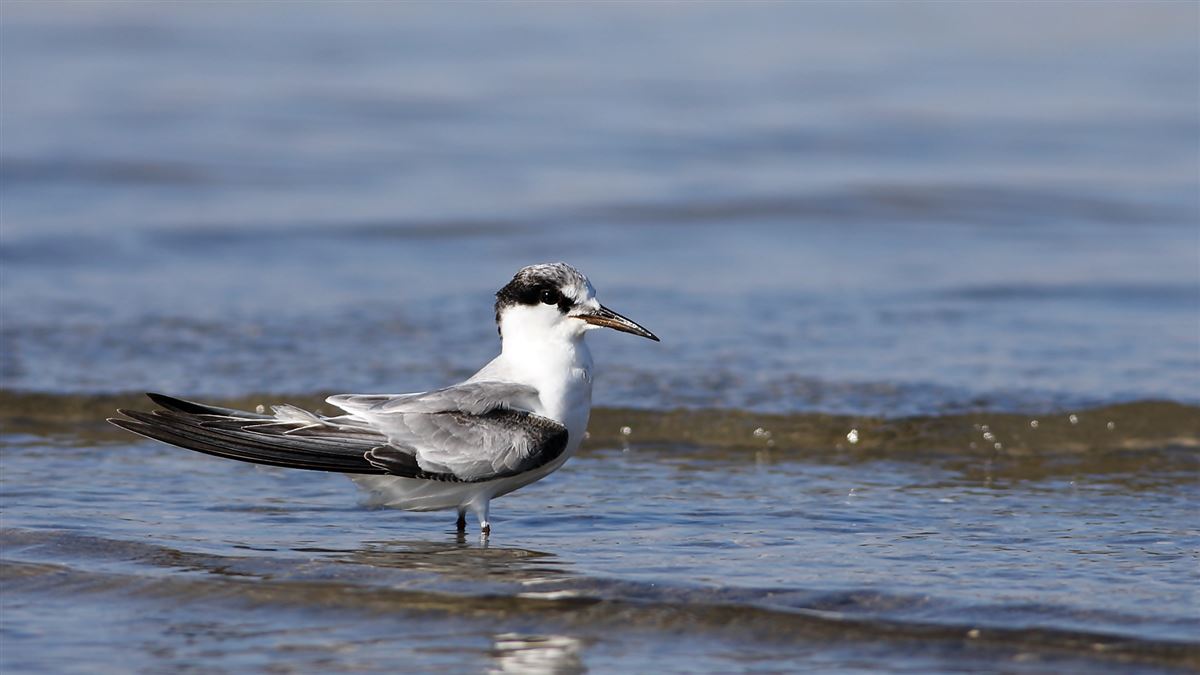 Little Tern