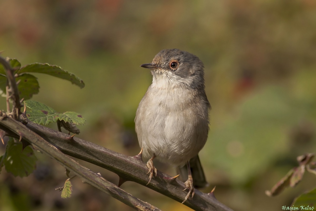 Sardinian Warbler