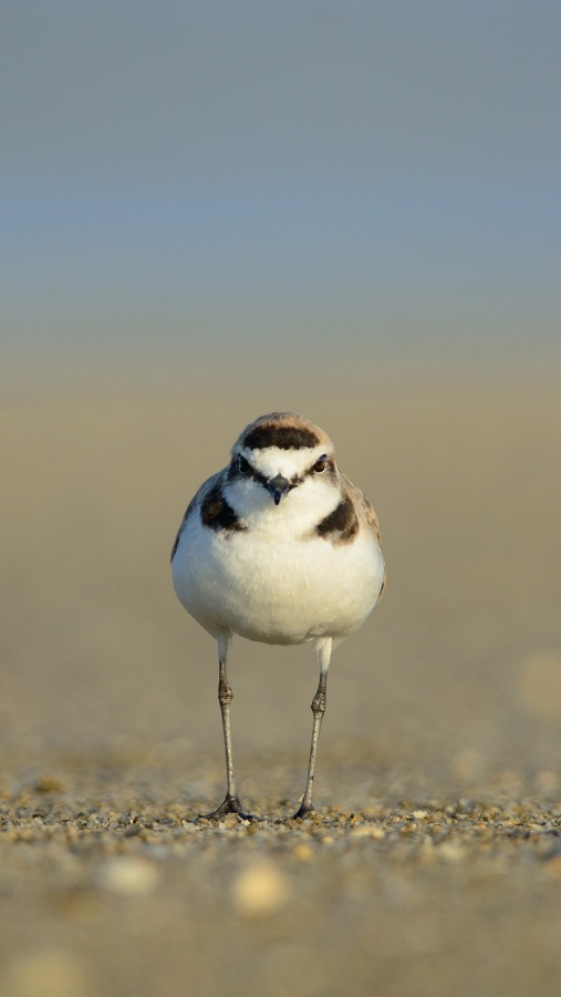 Kentish Plover