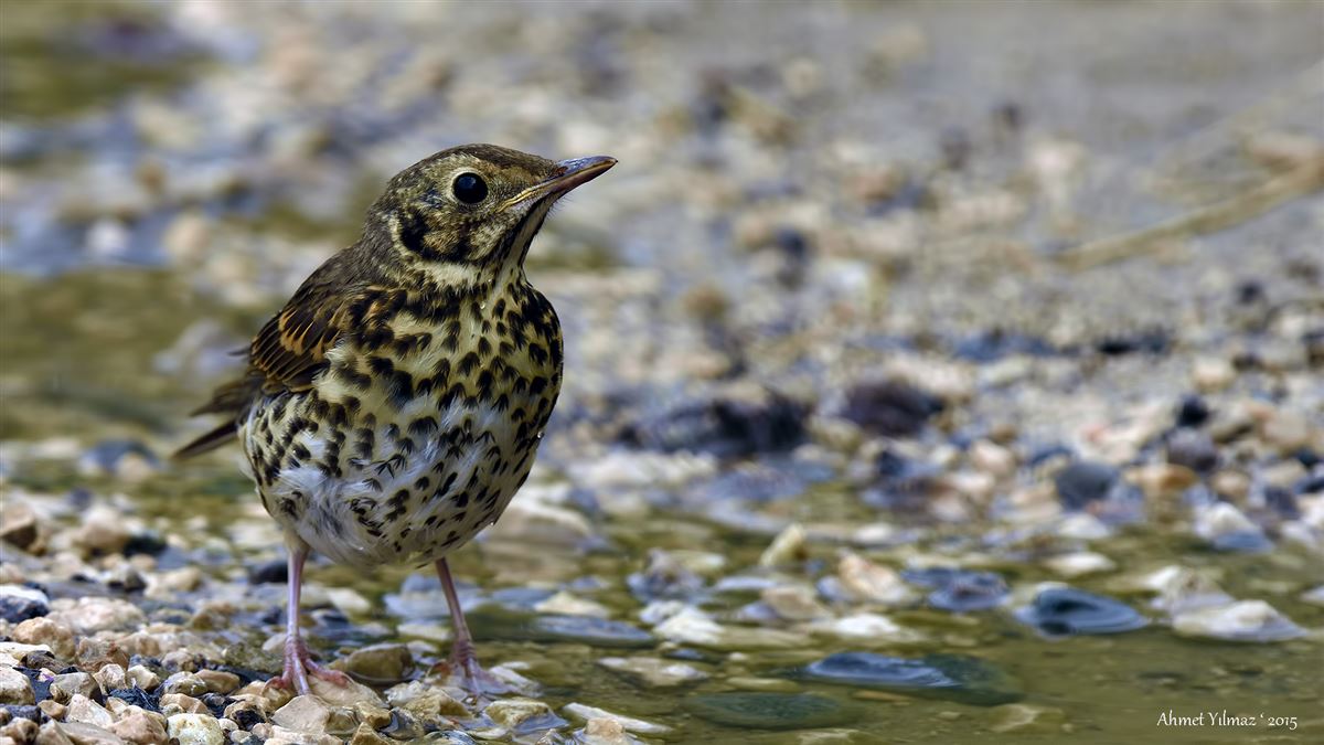 Mistle Thrush