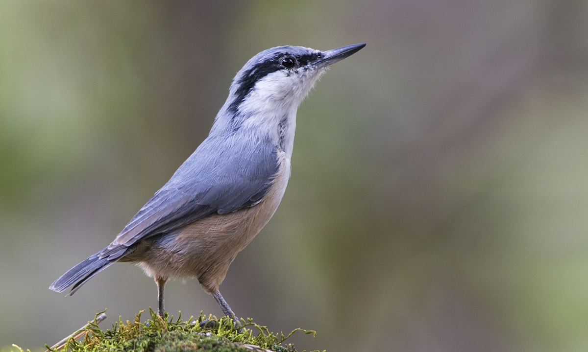 Western Rock Nuthatch