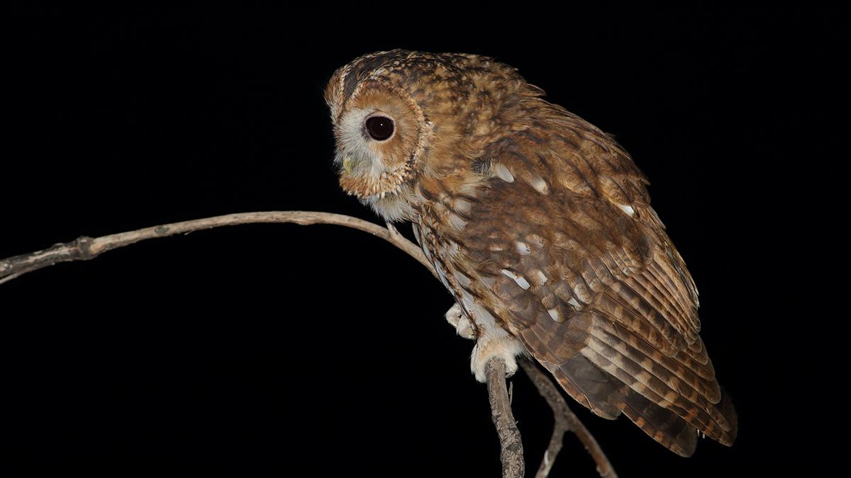 Tawny Owl