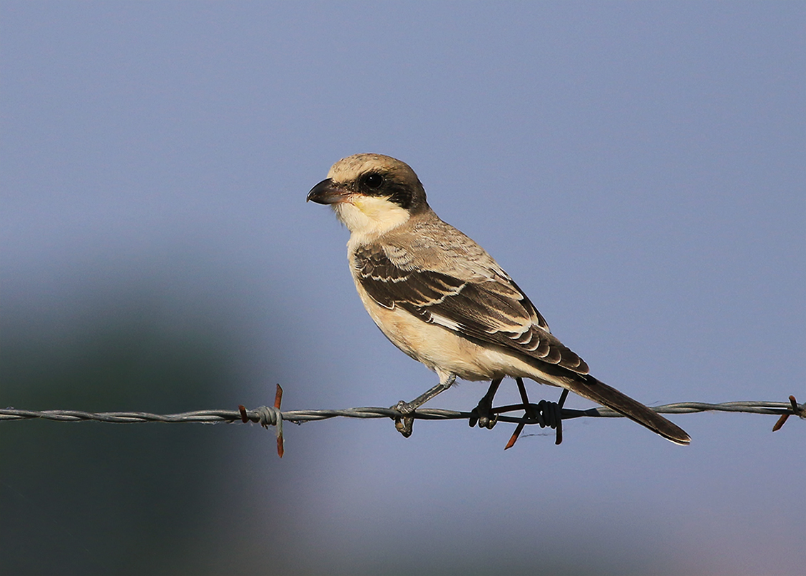 Lesser Grey Shrike