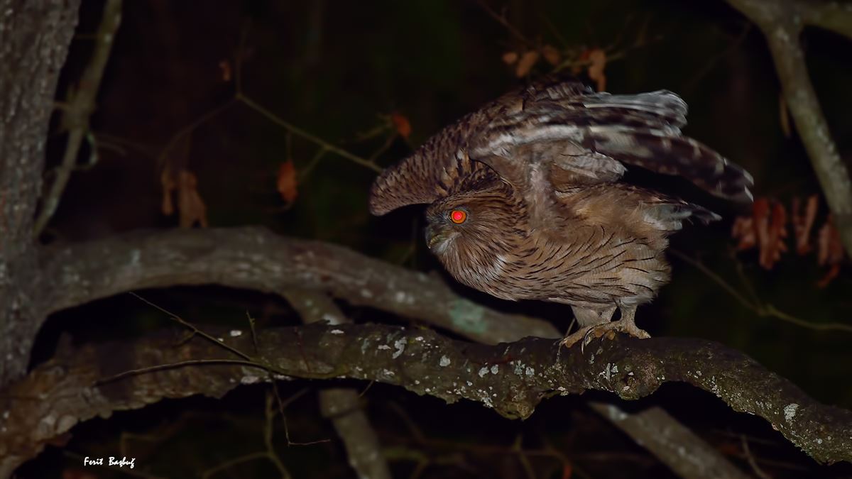 Brown Fish Owl