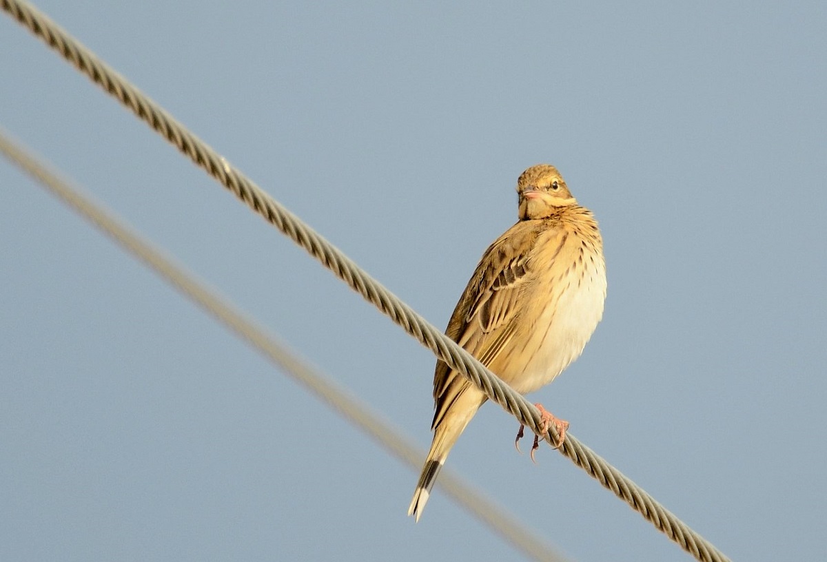Tree Pipit