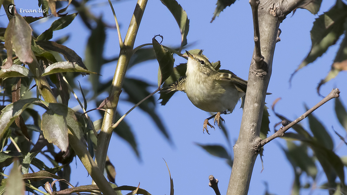 Yellow-browed Warbler