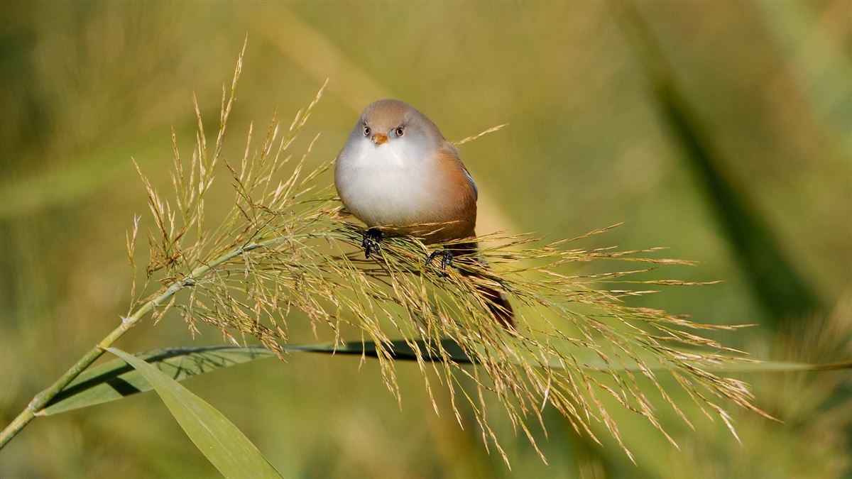 Bearded Reedling