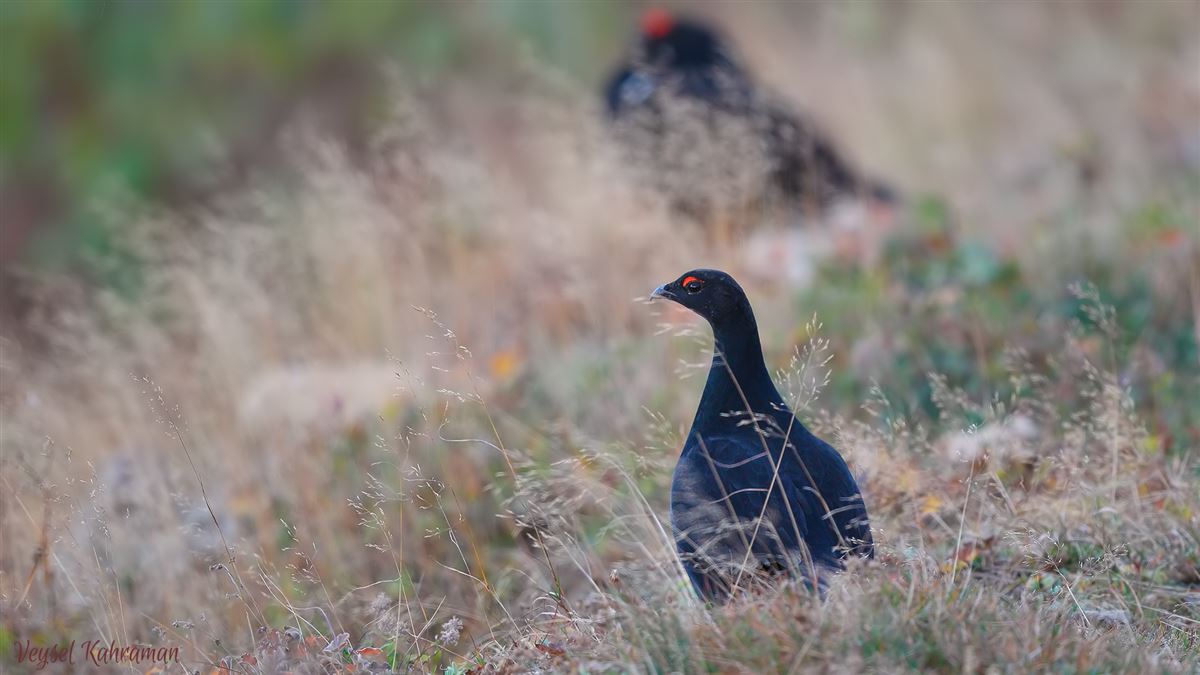 Caucasian Grouse