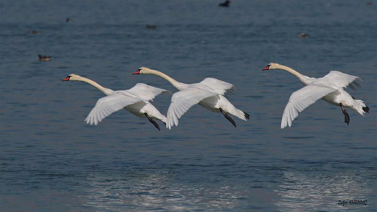 Mute Swan