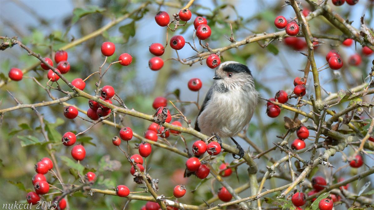 Long-tailed Tit