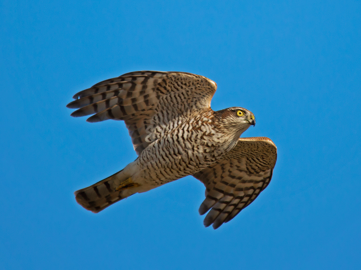 Eurasian Sparrowhawk