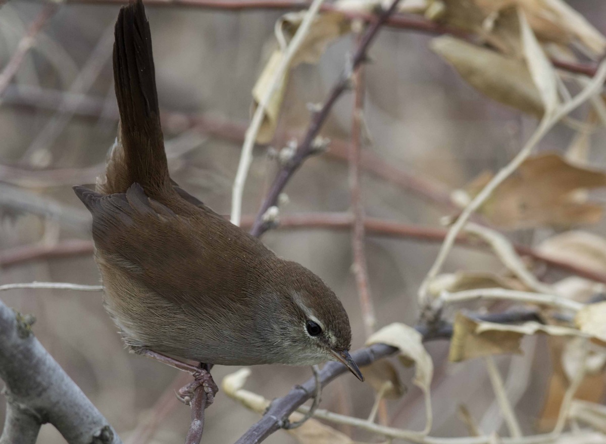 Cetti`s Warbler