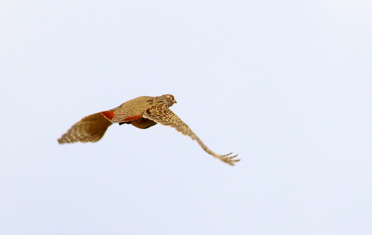 Grey Partridge