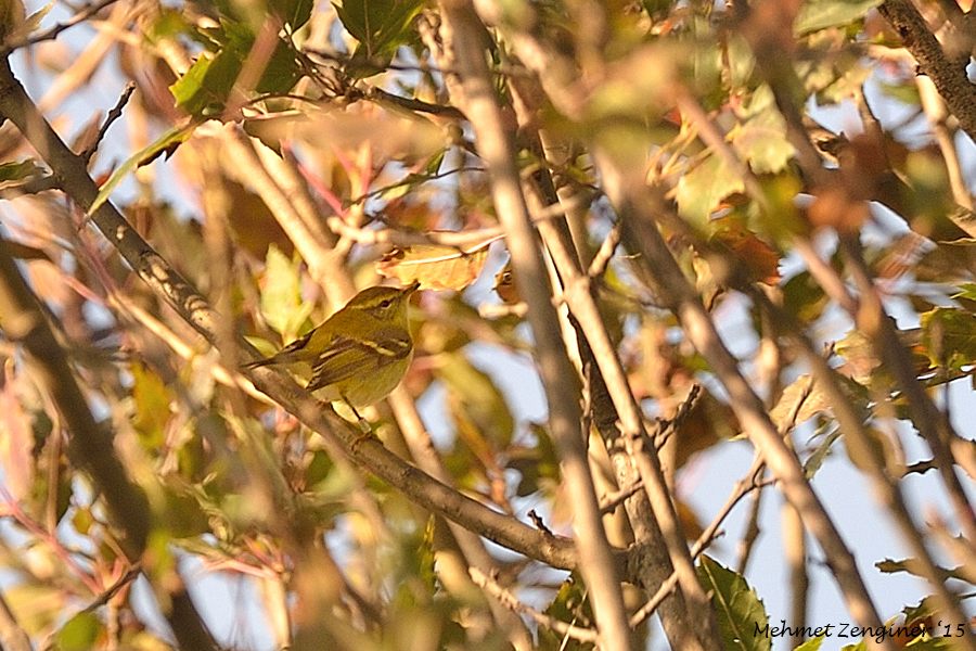 Yellow-browed Warbler