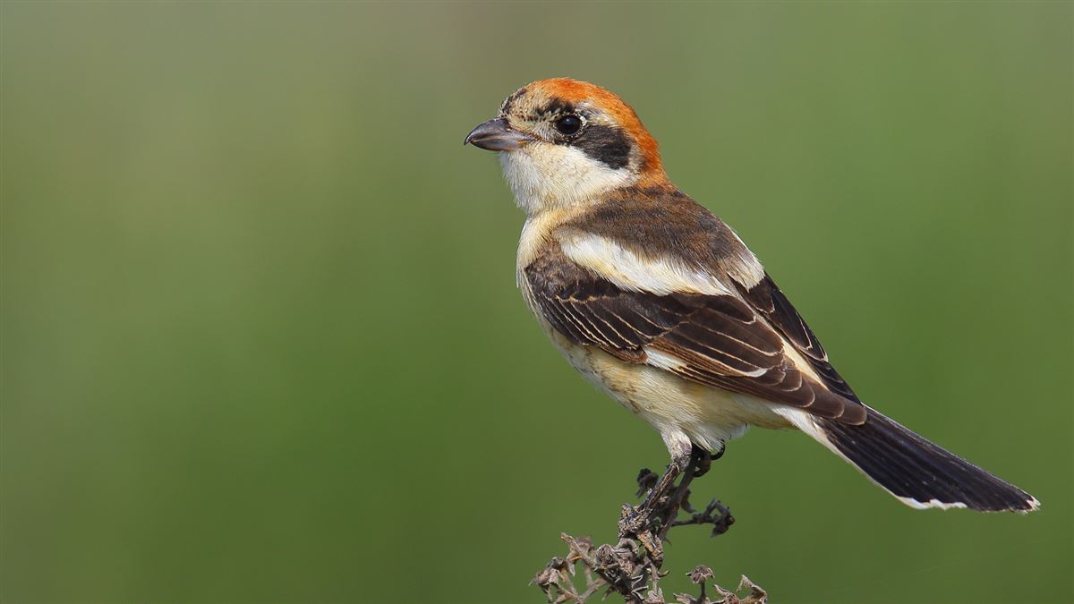 Woodchat Shrike