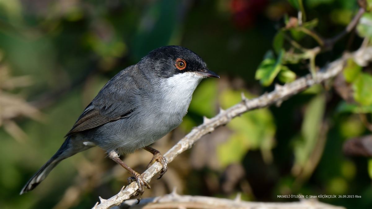 Sardinian Warbler