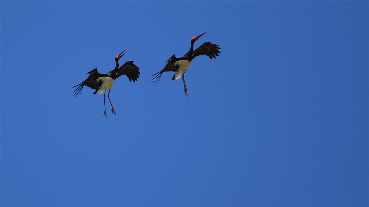 Black Stork