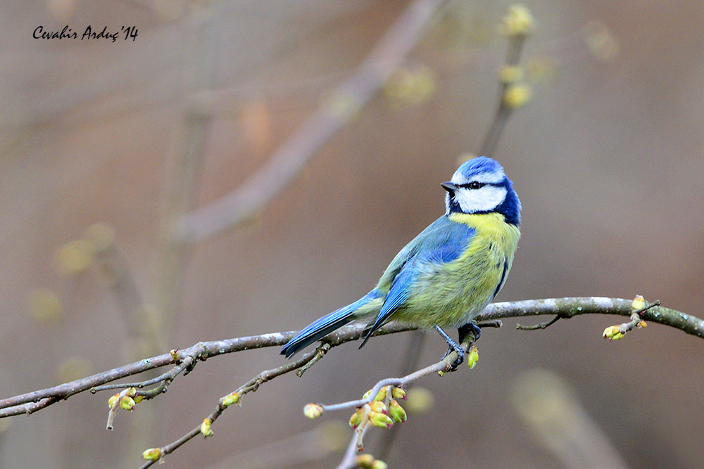 Eurasian Blue Tit