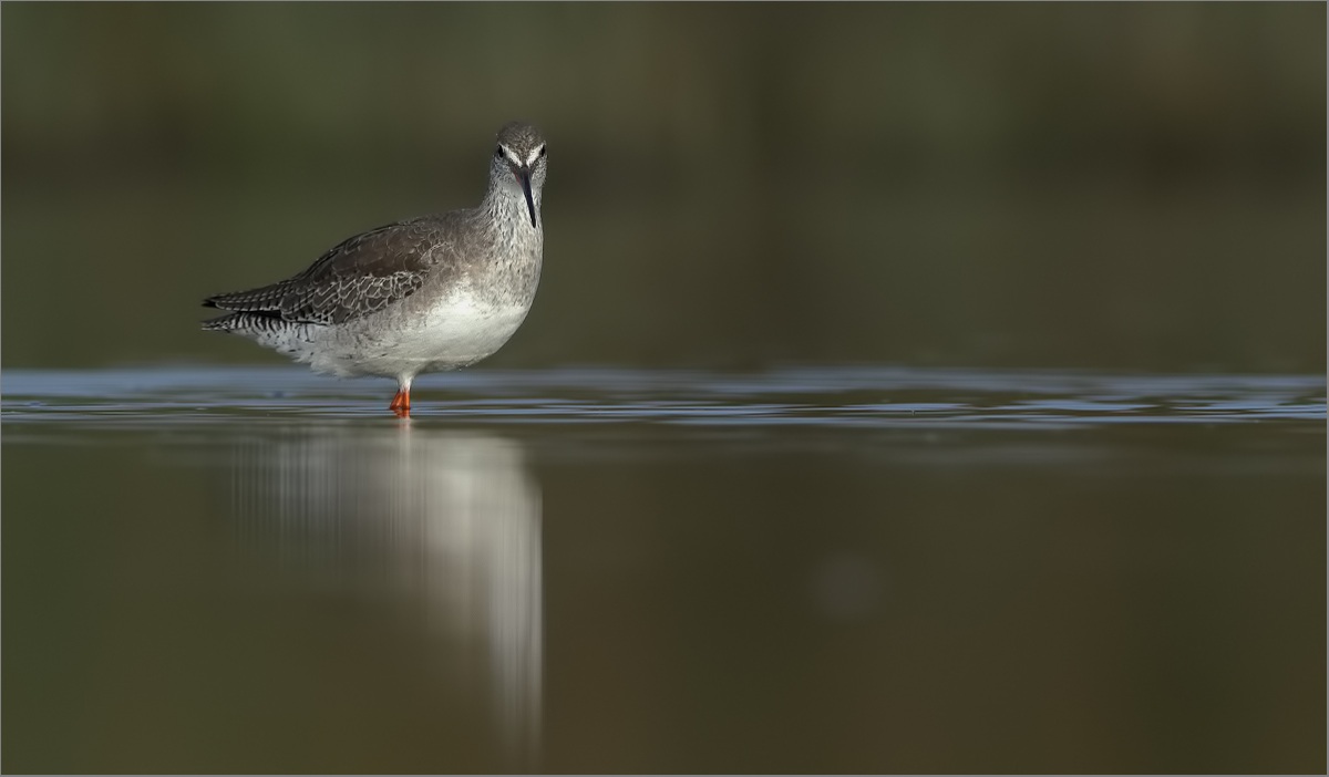 Spotted Redshank