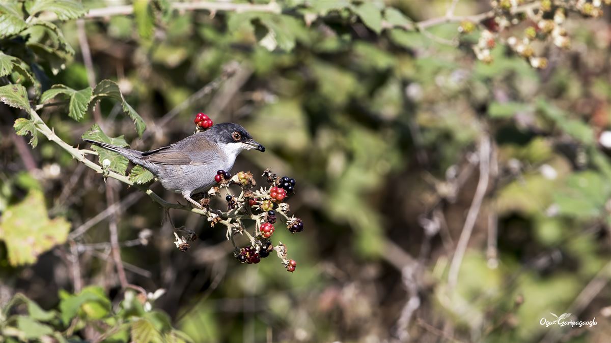 Sardinian Warbler