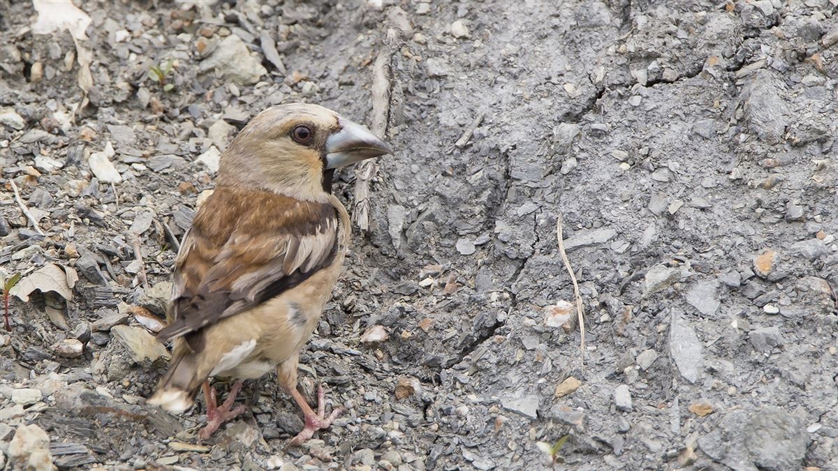 Hawfinch