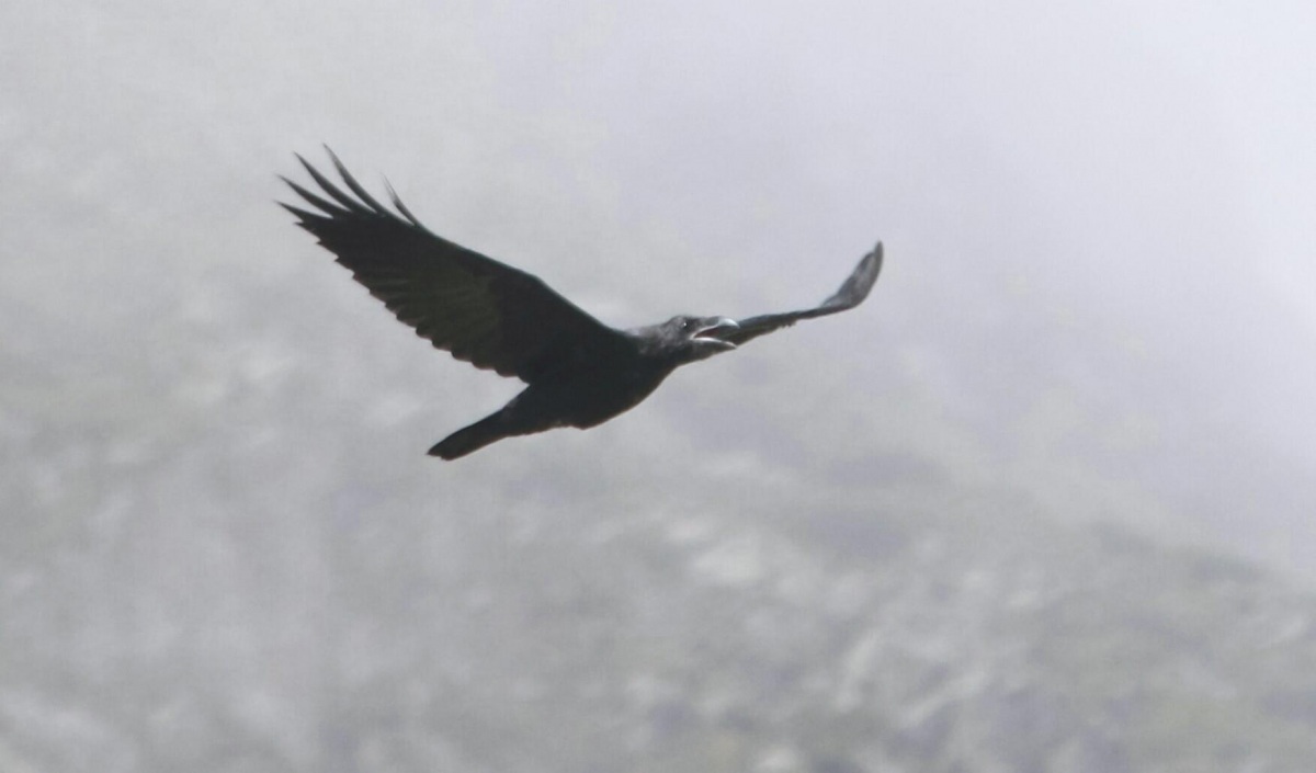 Northern Raven