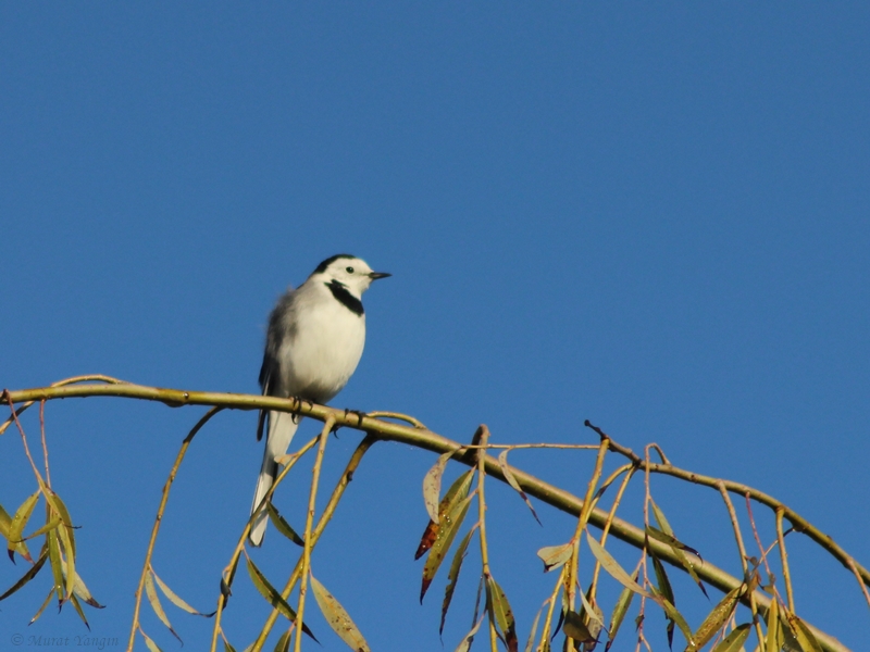 White Wagtail