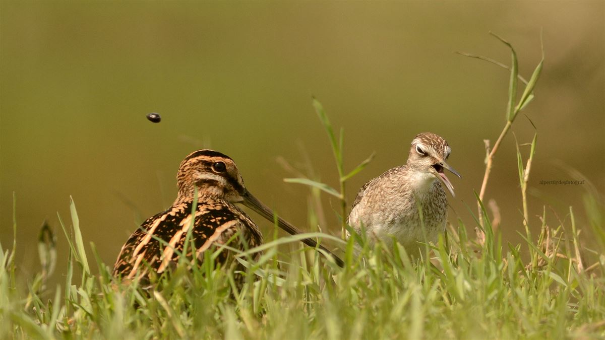 Wood Sandpiper