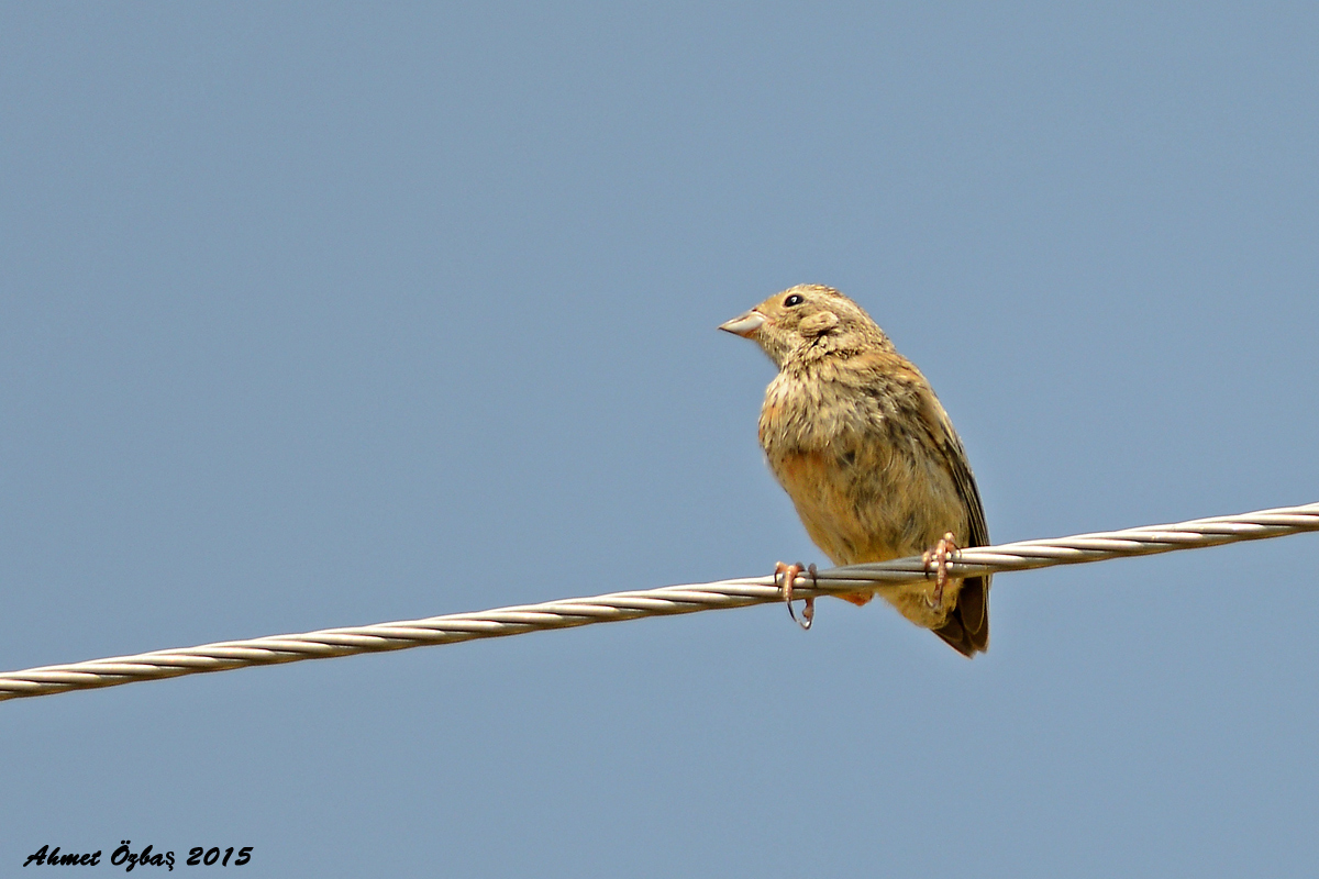 Ortolan Bunting