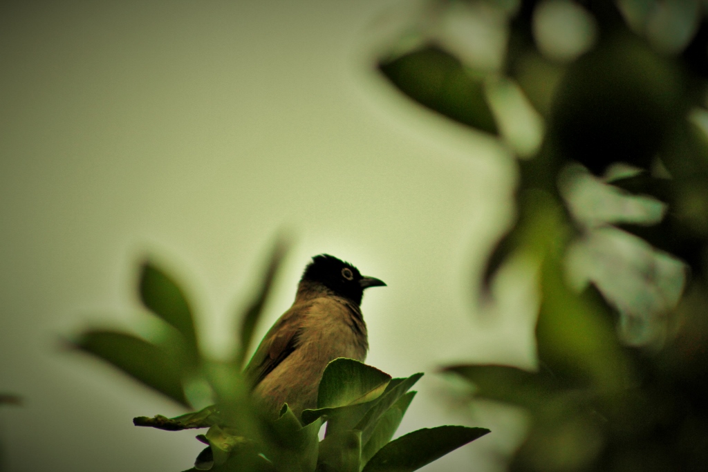 White-spectacled Bulbul