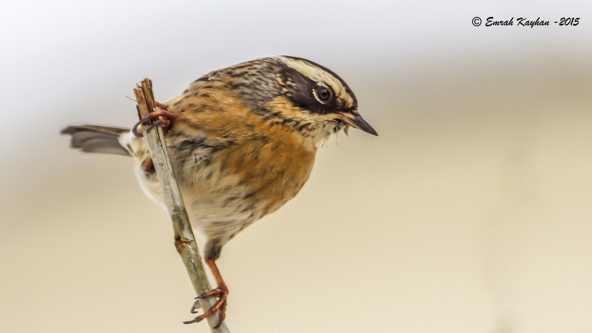 Radde`s Accentor