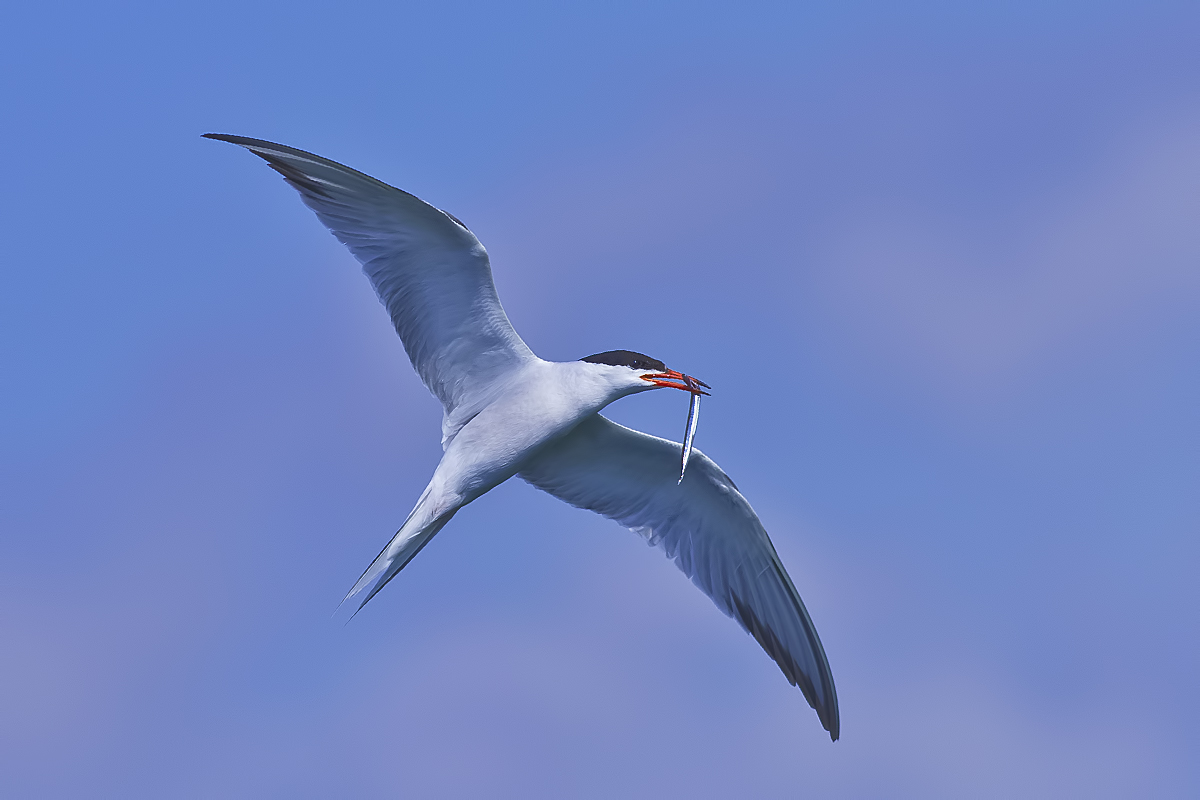 Common Tern