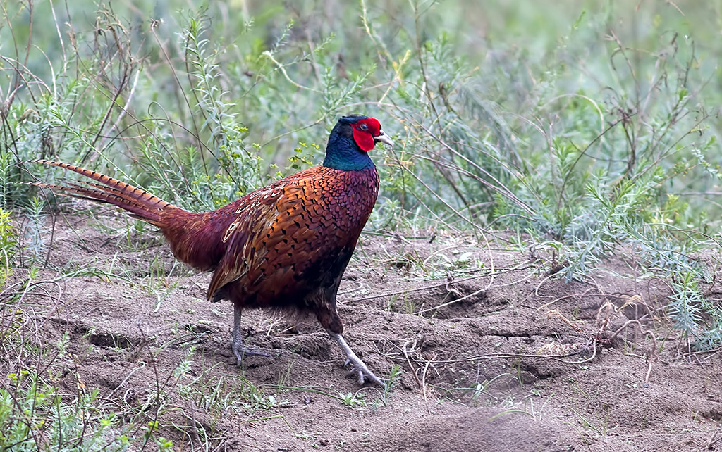 Common Pheasant