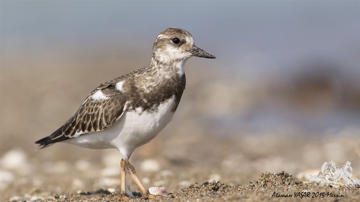 Ruddy Turnstone