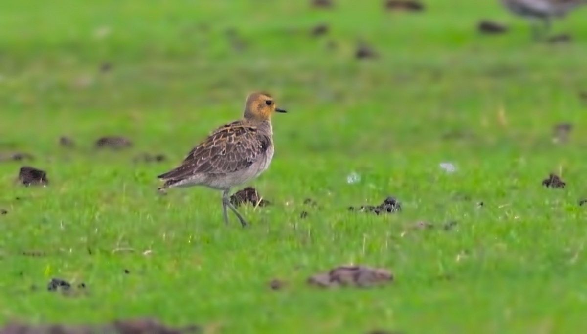 Pacific Golden Plover