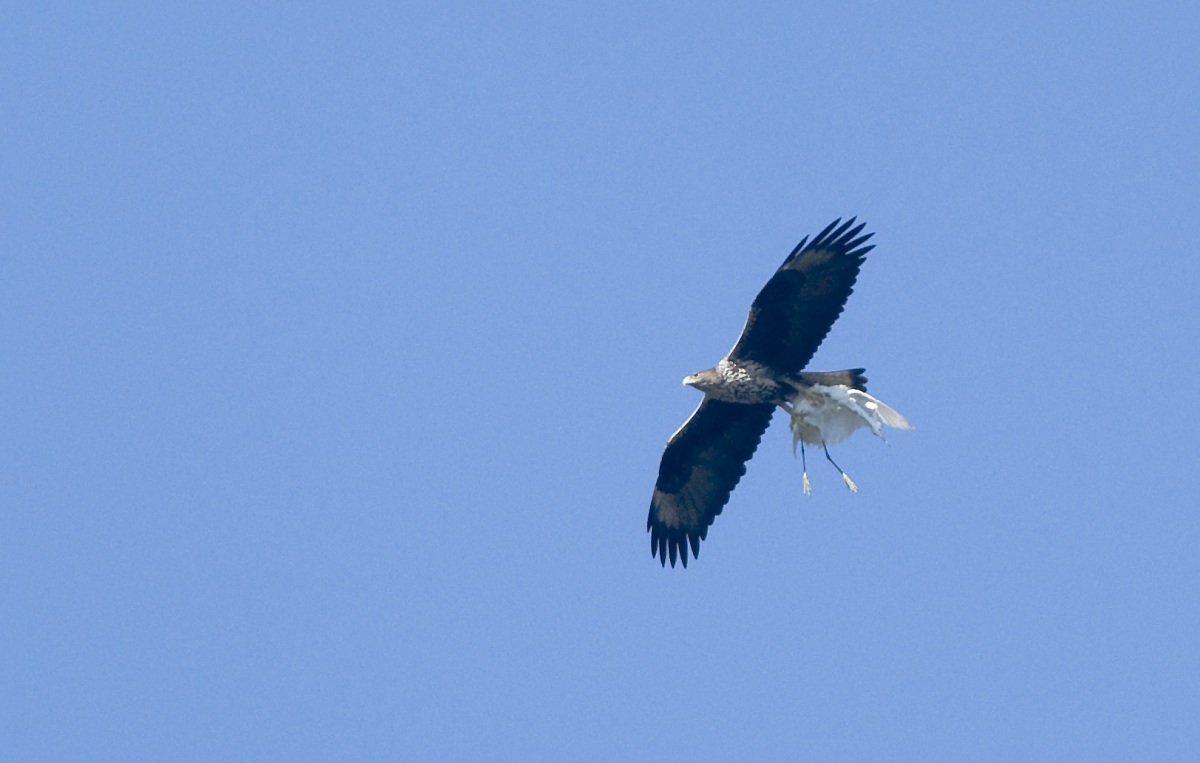 Bonelli`s Eagle