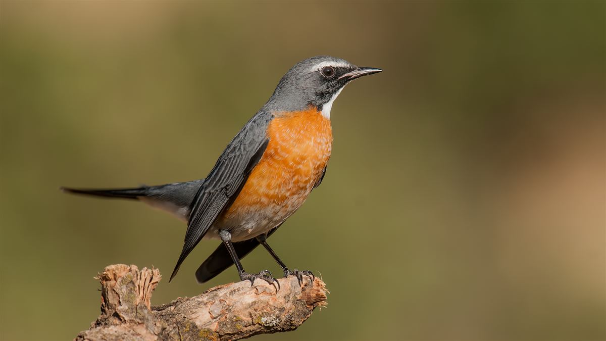 White-throated Robin